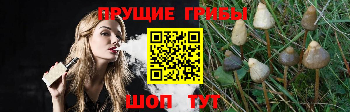 Курган  Галлюциногенные грибы Psilocybe  Вход с VPN 